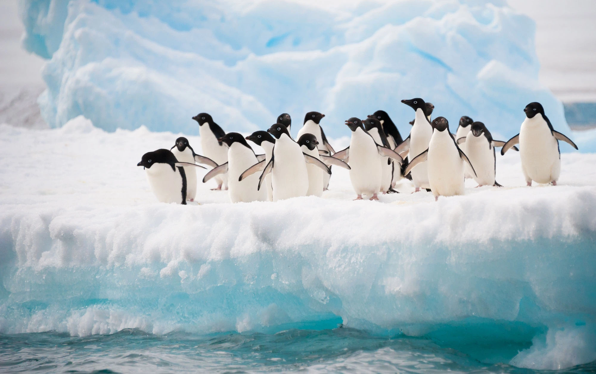 Антарктика