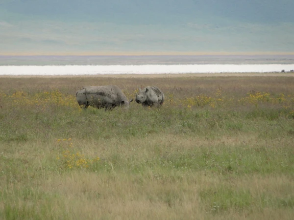 носорогов еле нашли в траве