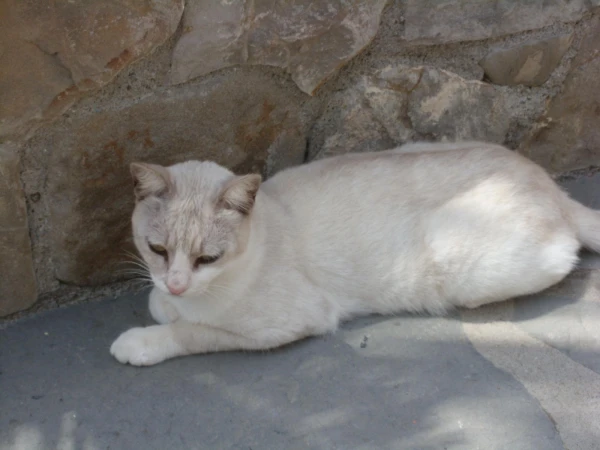 Греческий кот