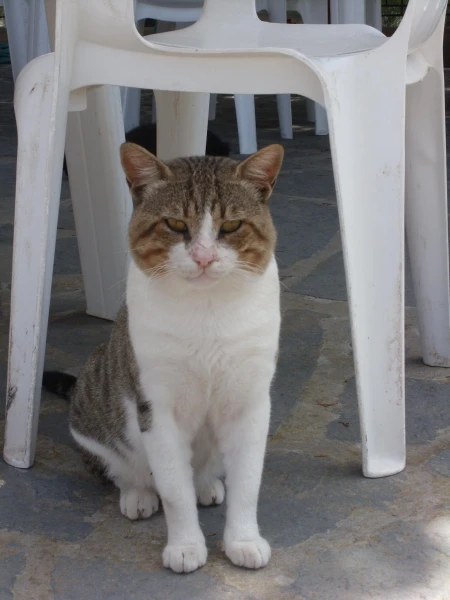 Греческий кот 2