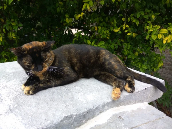Дубровницкий котэ