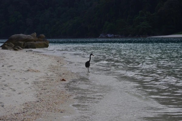 цапля