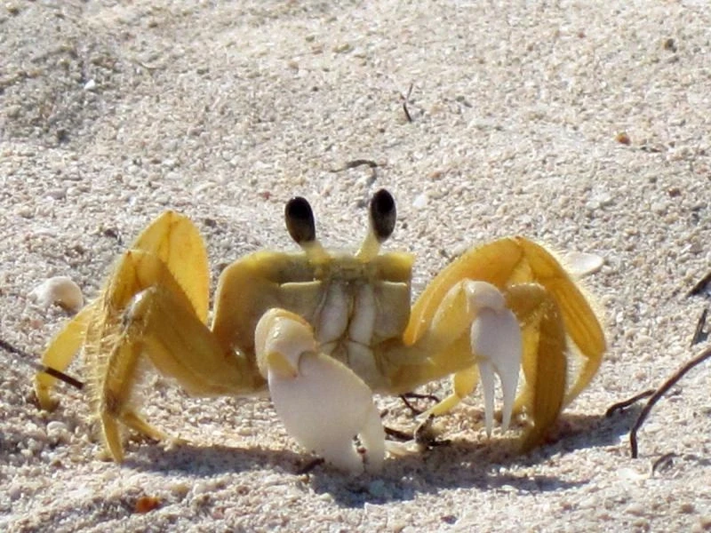 Крабик на пляже Карибского моря