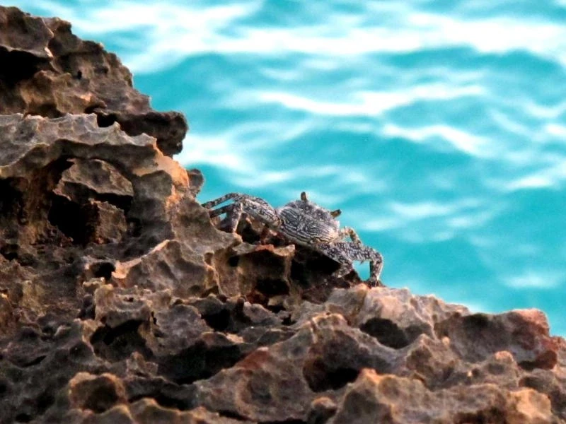 Краб на скале в Атлантическом океане