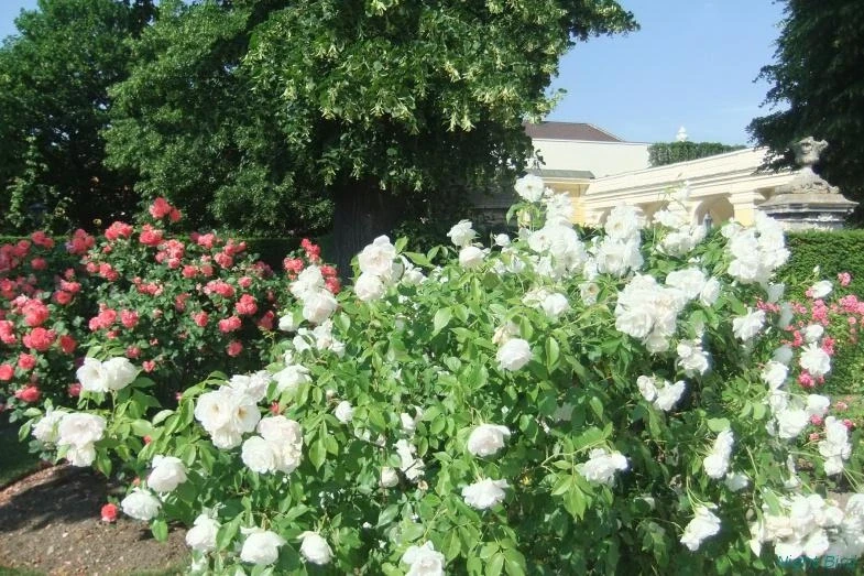Шенбрунн
