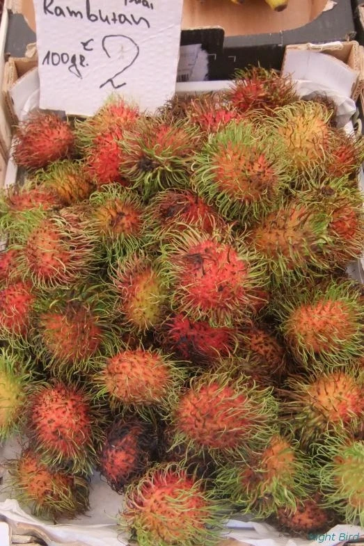 Экзотик