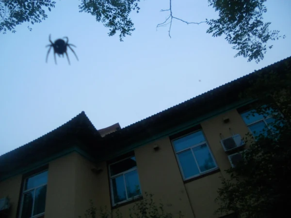 Местный паук.