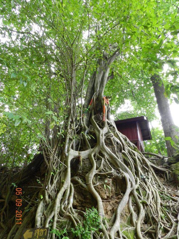 Корни