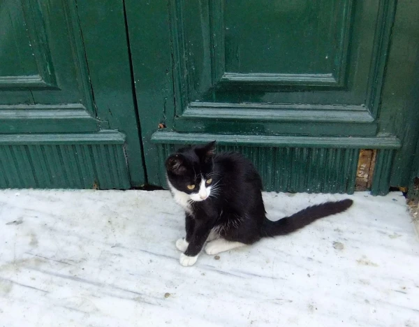 Монастырский котенок