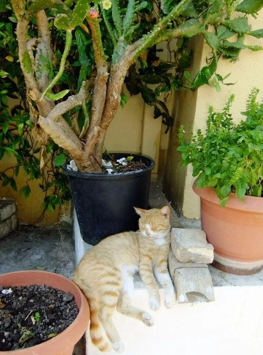 Монастырский кот