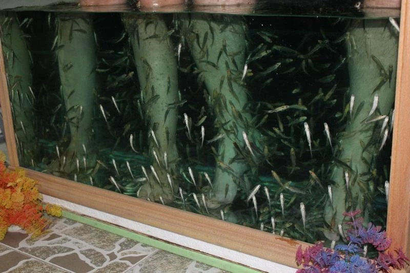 Вот и сами рыбки