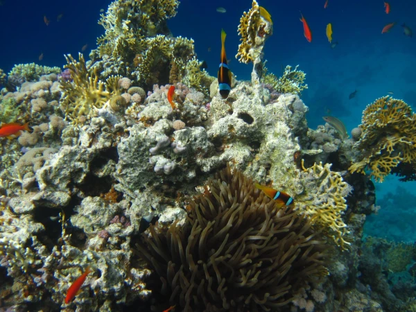 Reef Oasis Blue Bay 5*