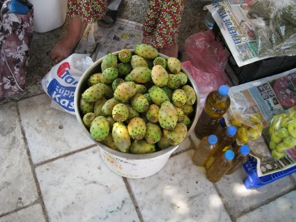 Кактусы