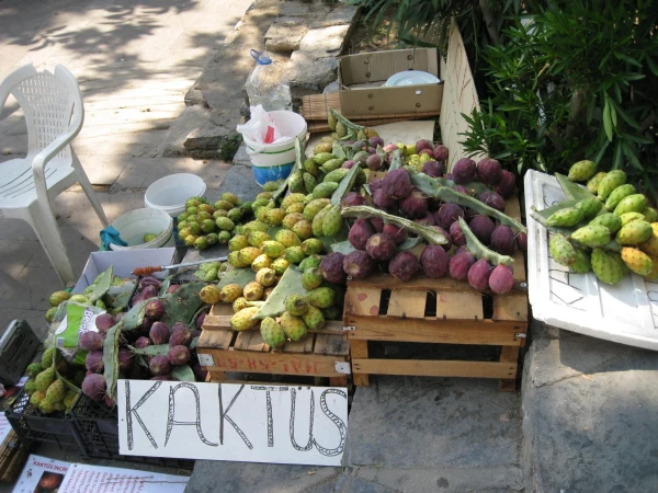 Кактусы