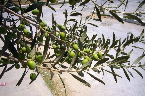 Оливки до консервов.