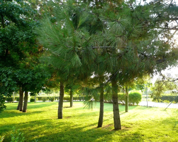 сосны в лучах утреннего солнца