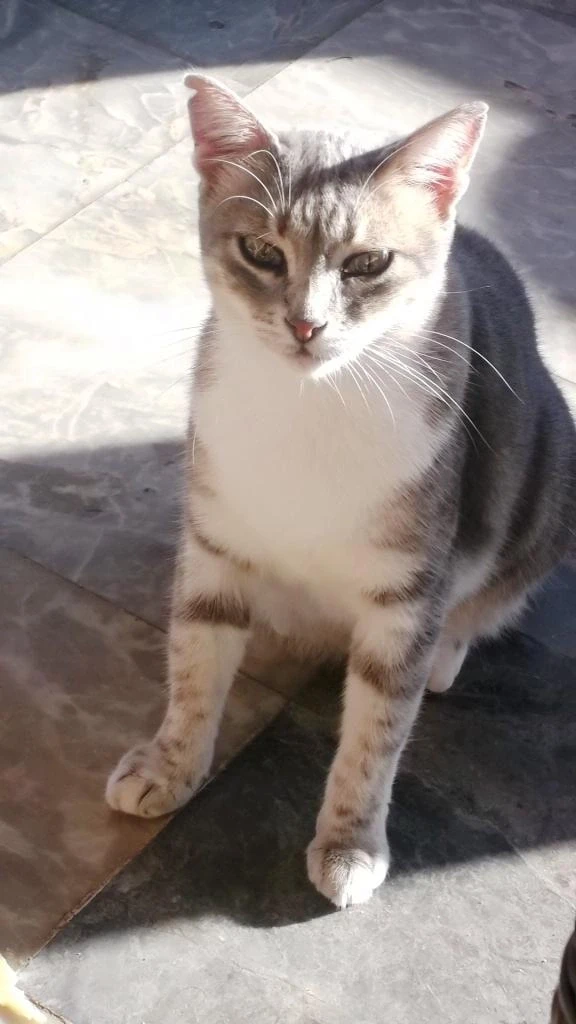 местный котэ