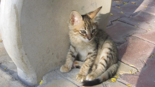 «Кошкин дом» музей ЛЛорета 