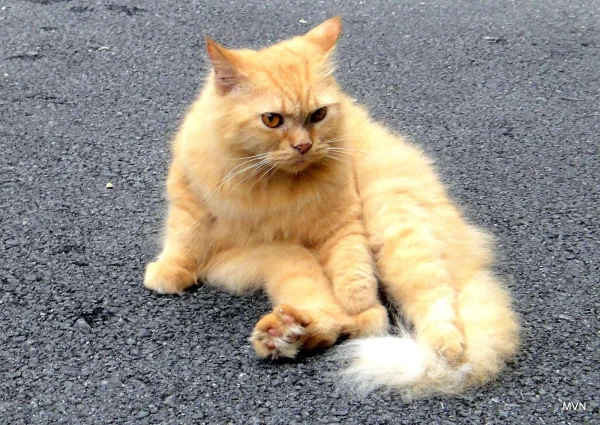 Отельный кот