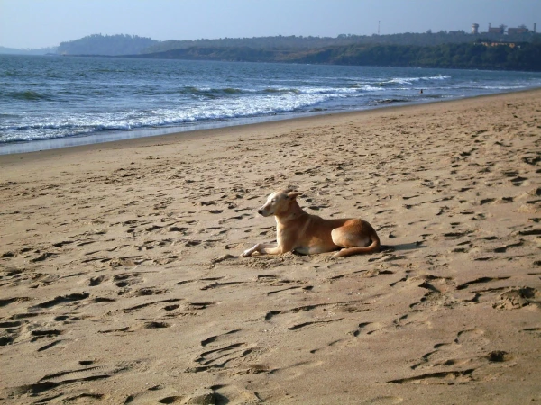 Querim beach