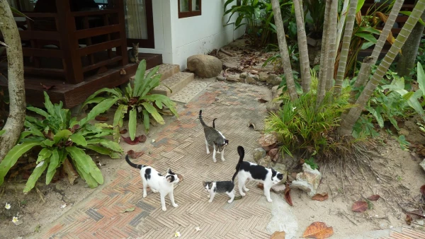 Кошачье царство в одном из отелей на Чавенге (по-моему, Samui Buri или как-то так)