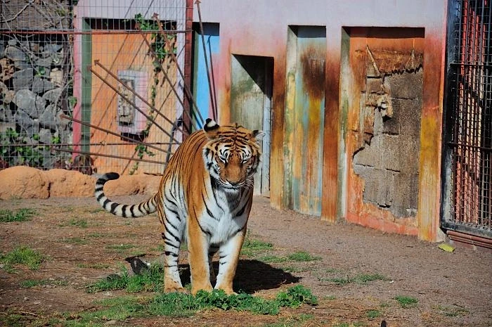 JUNGLE PARK 