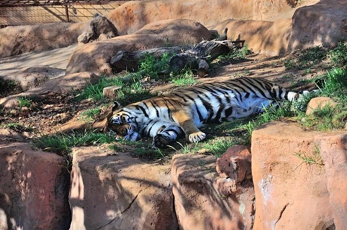 JUNGLE PARK 