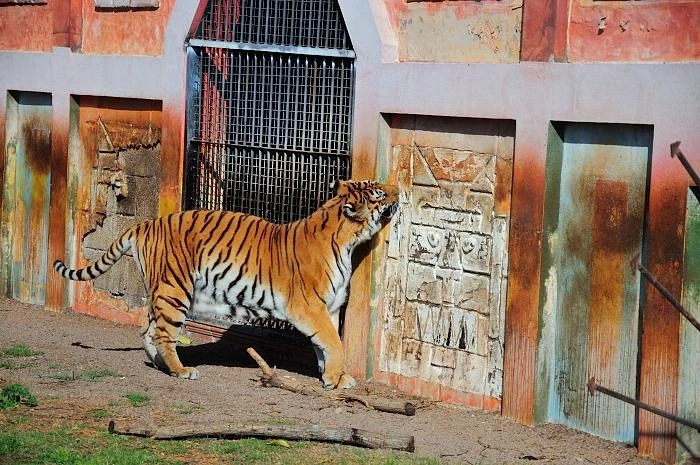 JUNGLE PARK 