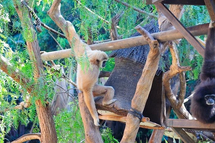 JUNGLE PARK 