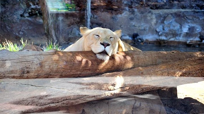 JUNGLE PARK 