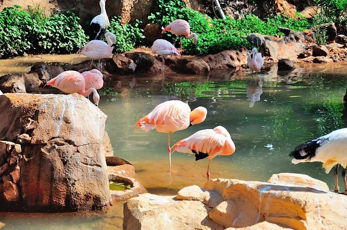 JUNGLE PARK 