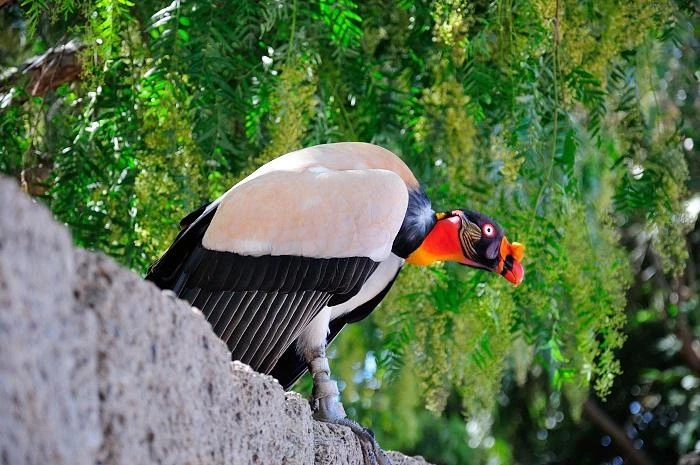 JUNGLE PARK 