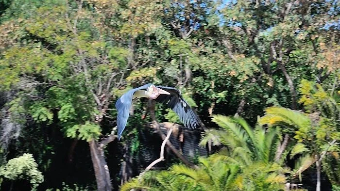 JUNGLE PARK 