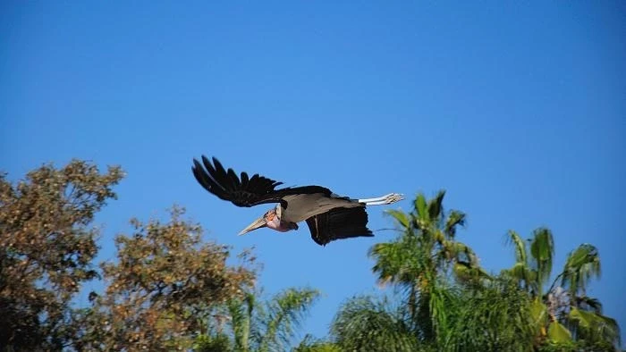 JUNGLE PARK 