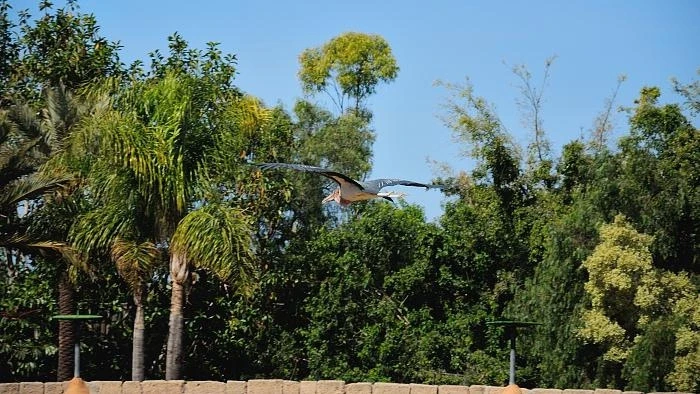 JUNGLE PARK 