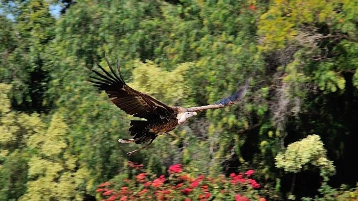 JUNGLE PARK 