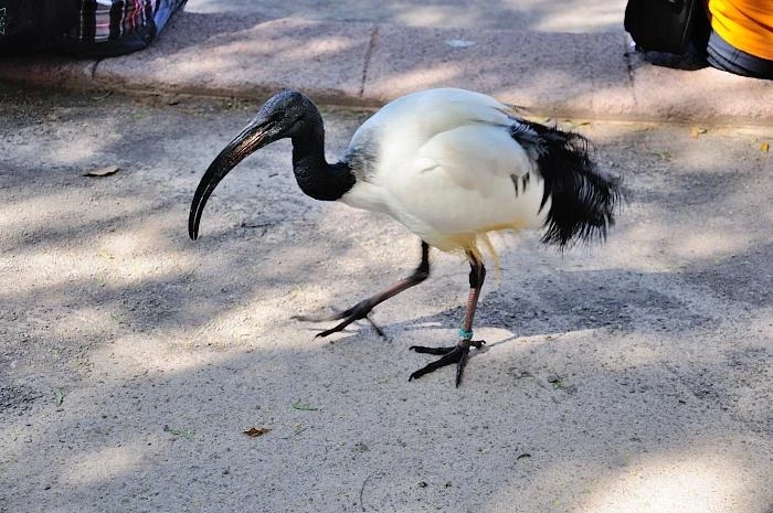 JUNGLE PARK 