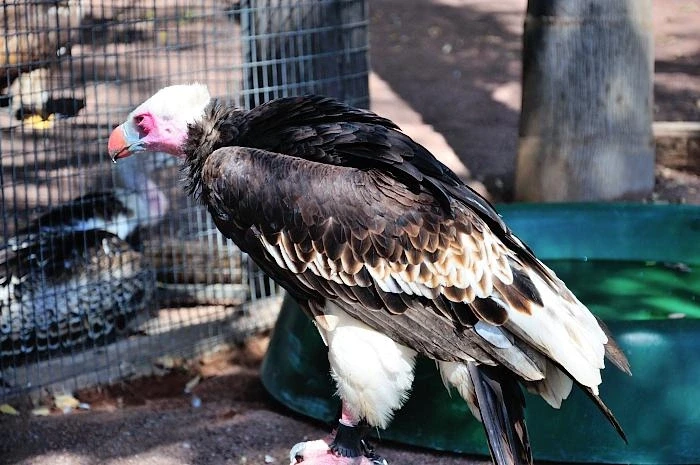 JUNGLE PARK 