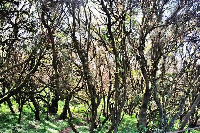 La Gomera. Национальный парк Гарахонай 
