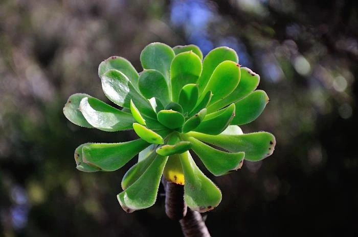 La Gomera