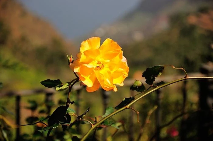 La Gomera