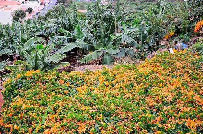 La Gomera
