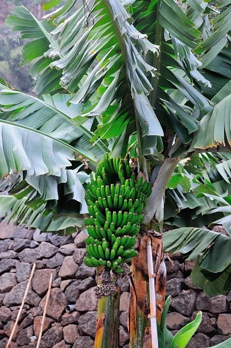 La Gomera