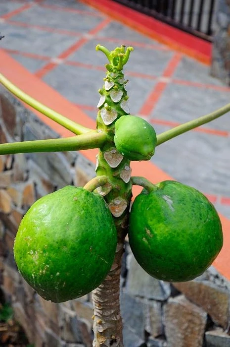 La Gomera