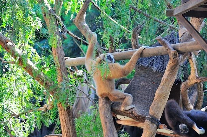 JUNGLE PARK 