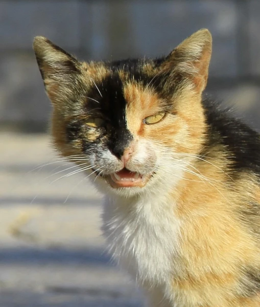 Кошка Оливковой горы