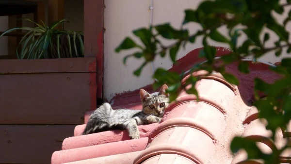 Котейка отдыхает