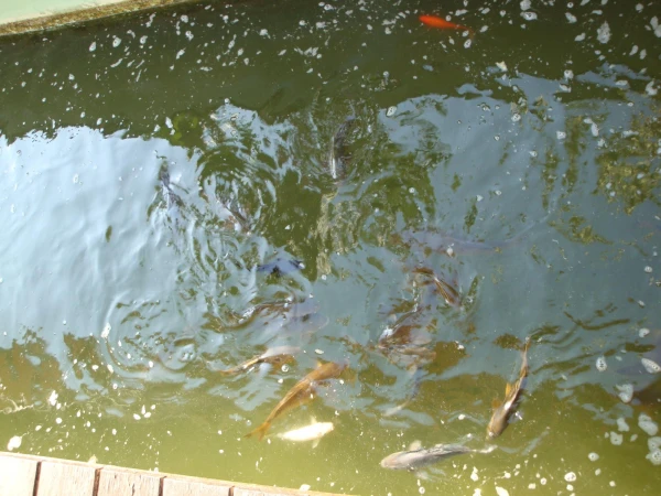 Рыбки