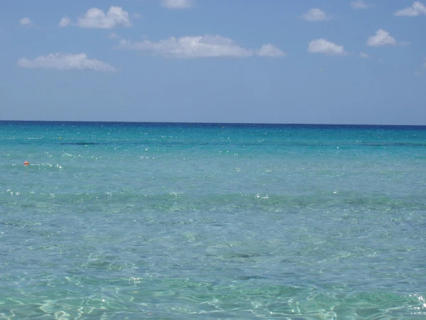 Platja de Migjorn пляж. ФорментераСвоим зелено-бирюзовым цветом воды Форментера обязана лугам посидонии, сложившимся на 40-метровой глубине моря. Это подводное растение дает кров и пищу огромному количеству самых разнообразных морских существ.