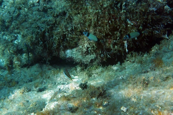 Морской карась